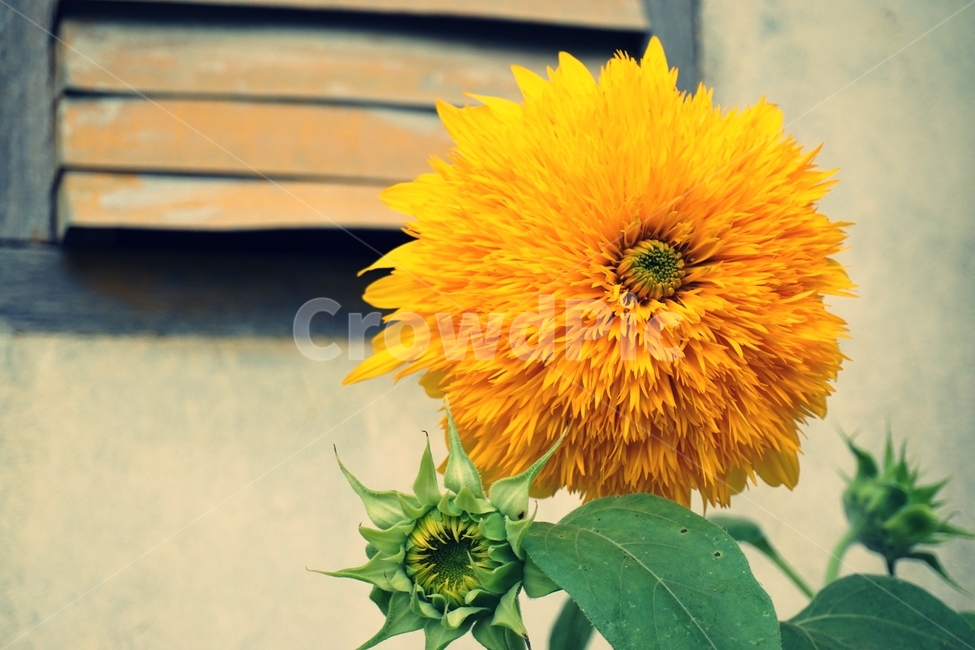 해바라기,노랑,자이언트썬골드,노란꽃,sunflower,노란색,식물,자연,plants,nature,꽃,flower