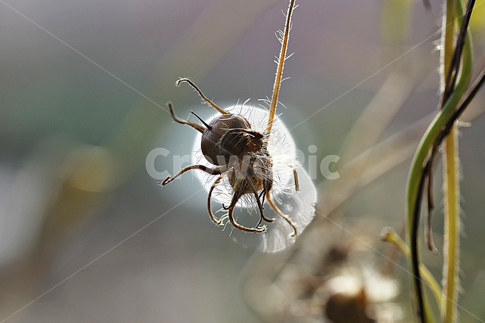 나팔꽃,씨,넝쿨식물,가을,털,식물,자연,식물,자연,plants,nature,꽃,flower