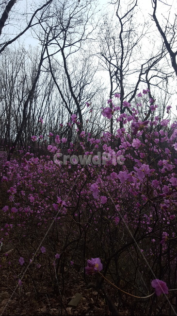 진달래,산진달래,봄꽃,두견화,꽃나무,참꽃,식물,자연,plants,nature,꽃,flower