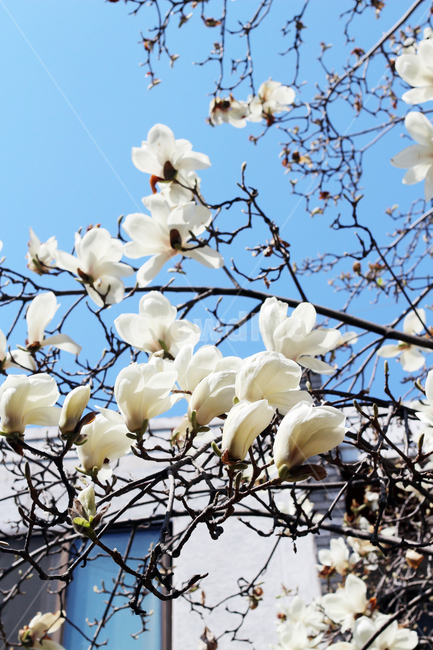 벛꽃,사쿠라,cherryblossom,봄,꽃,봄꽃,봄,계절,spring,season,식물,자연,plants,nature,꽃,flower,plant,blossom,cherry blossom,벚꽃