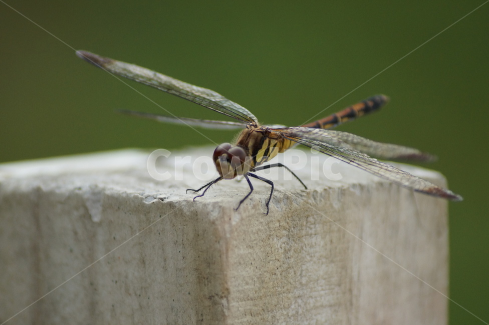 고추잠자리,가을곤충,잠자리,곤충,무척추동물,잠자리날개,곤충,벌레,insect,bug