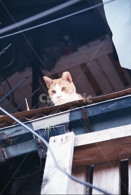 고양이,cat,빈티지,동물,길고양이,동물,animal,포유류,mammal,고양이,cat,kitten,kitty,감성,sensible,feeling