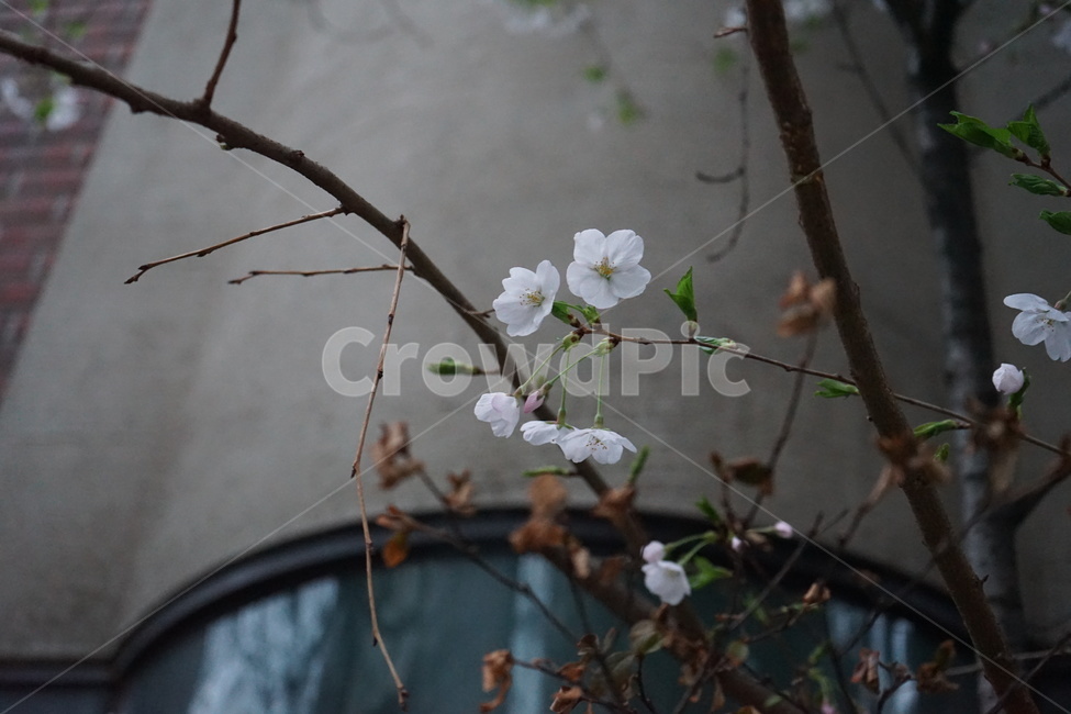 벚꽃,꽃,flower,봄,새싹,봄,계절,spring,season,식물,자연,plants,nature,꽃,flower,plant,blossom
