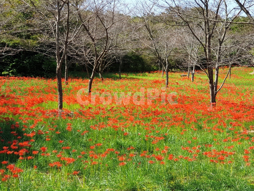 꽃무릇,상사화,붉은꽃,들판,제주,자연,풍경,nature,landscape,outdoors,옥외,grassland,목초지,field,들,plant,식물