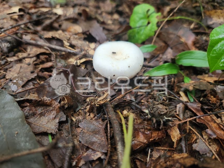 목련무당버섯,갈색꽃구름버섯,소나무한입버섯,버섯,약용버섯,항암버섯