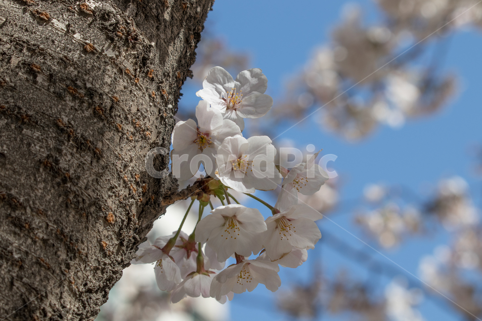 나무,벚꽃,blossom,봄,flower