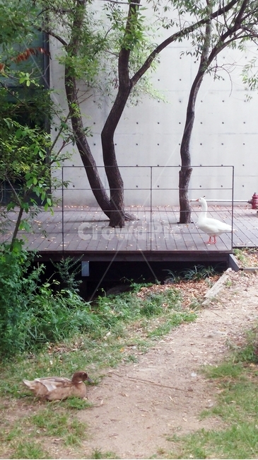 오리,청둥오리,새,조류,자연,동물,animal,조류,새,birds