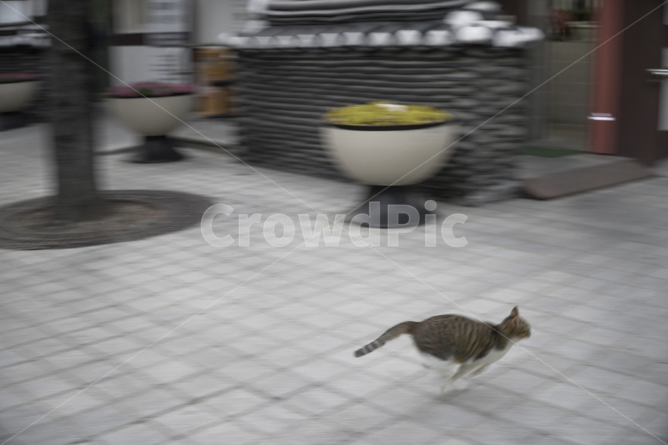 고양이,길고양이,공원,cat,순간포착,동물,animal,포유류,mammal,고양이,cat,kitten,kitty