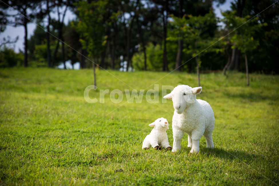 양,목양,푸른초장,초장,초원,풀밭,잔디,목축업,목장,livestock farming,ranching,pasture,사물,물건,오브젝트,thing,object,matter