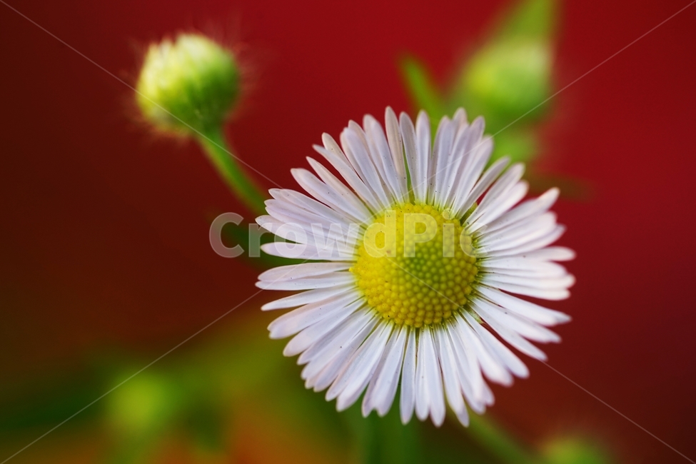개망초,개망초꽃,야생화,국화과,귀화식물,식물,자연,plants,nature,꽃,flower