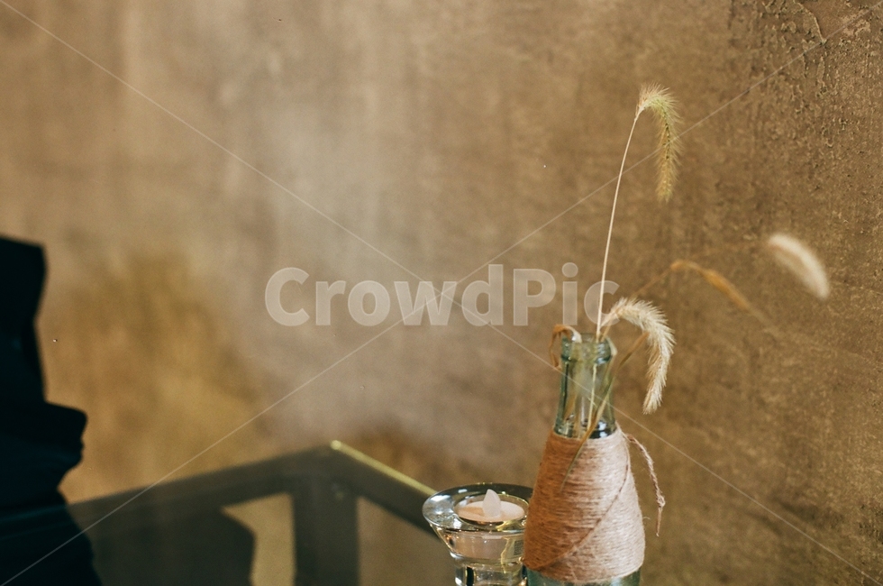 강아지풀,식물,구미초,낭미초,아웃포커스,감성,실내용화초,화분,화초,house plant,감성,sensible,feeling