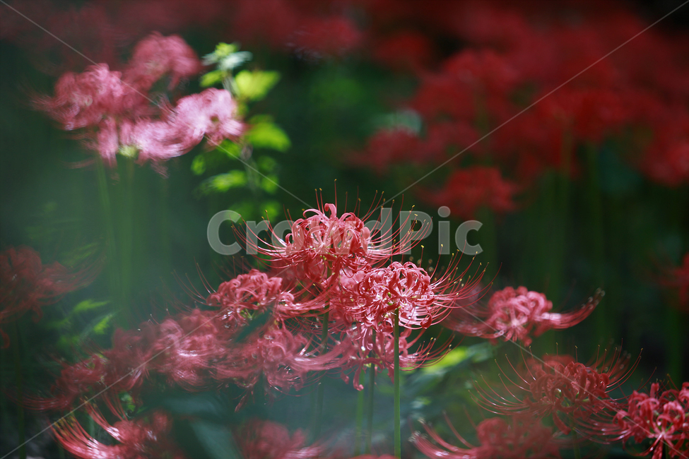 꽃,빨강,길상사,꽃무릇,상사화,flower,lily,red,식물,자연,plants,nature,꽃,flower