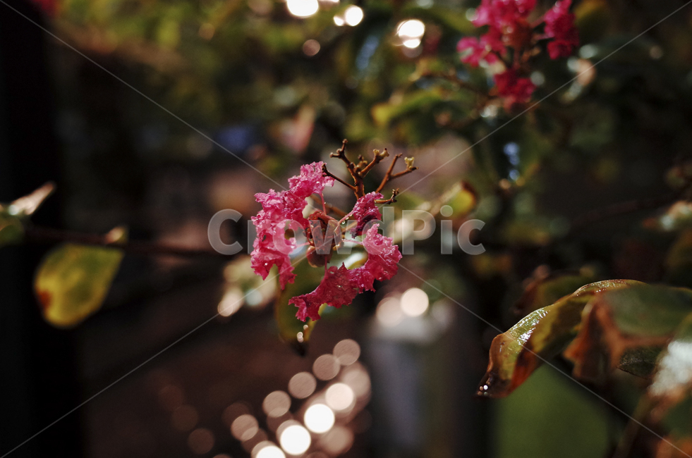 plant,식물,blossom,flower,꽃,flora,green,leaf,잎,초록,red,붉은,붉은꽃,빨간꽃