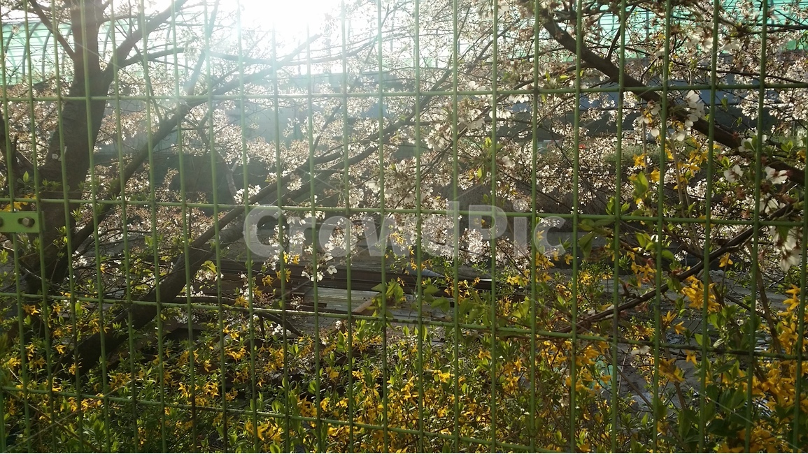 봄,철조망,벚꽃,개나리,꽃,식물,햇살,펜스,자유,fence,spring,식물,자연,plants,nature