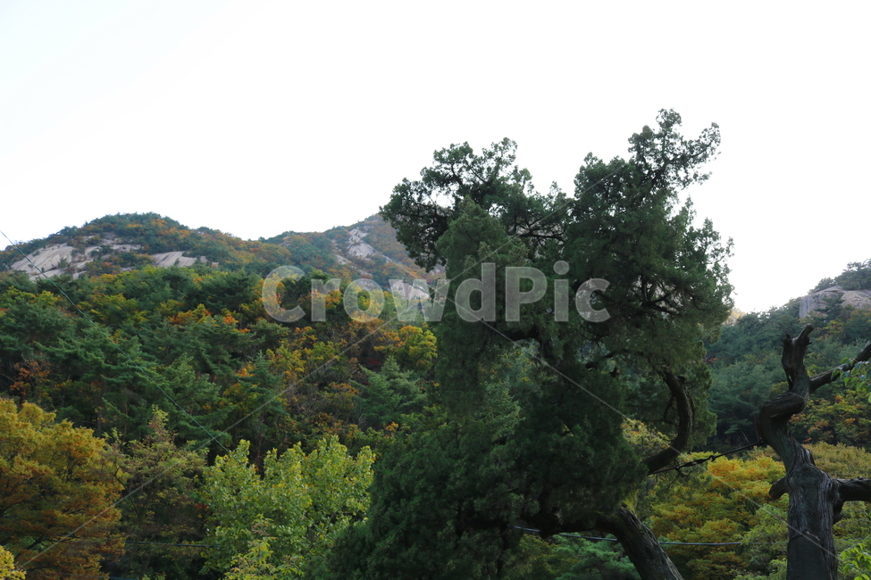 산,북한산,나무,식물,자연,풍경,등산로,산책로,공원,국립공원,북한산국립공원,향나무,측백나무과,소나무,침엽수,단풍,가을,자연,풍경,nature,landscape