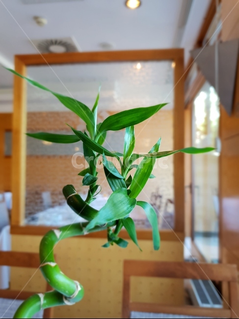 꽃,화분,식물,인테리어,꽃장식,flower,장식,생화,식물,자연,plants,nature