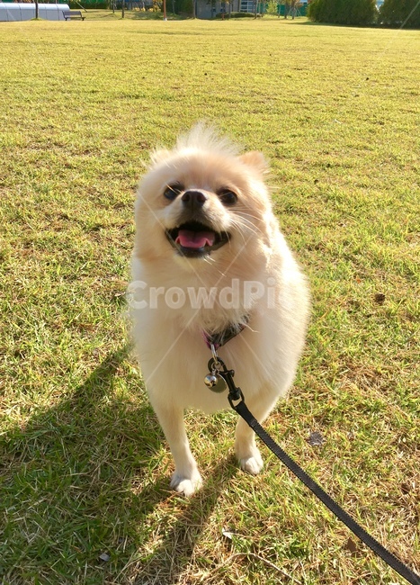 강아지,개,멍멍이,산책,반려견,동물,animal,포유류,mammal,개,강아지,dog,doggy