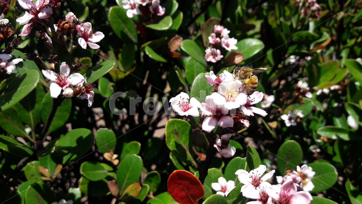 insect,곤충,bee,벌,animal,동물