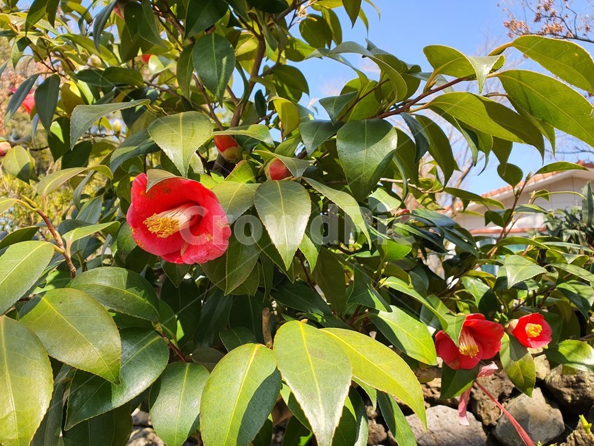 plant,식물,동백나무,꽃,동백꽃,tree,제주도