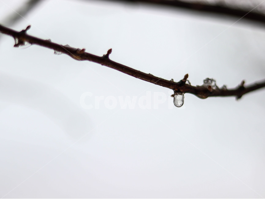 눈,겨울,나무가지,물방울,이슬,나뭇가지,snow,winter,tree,식물,자연,plants,nature