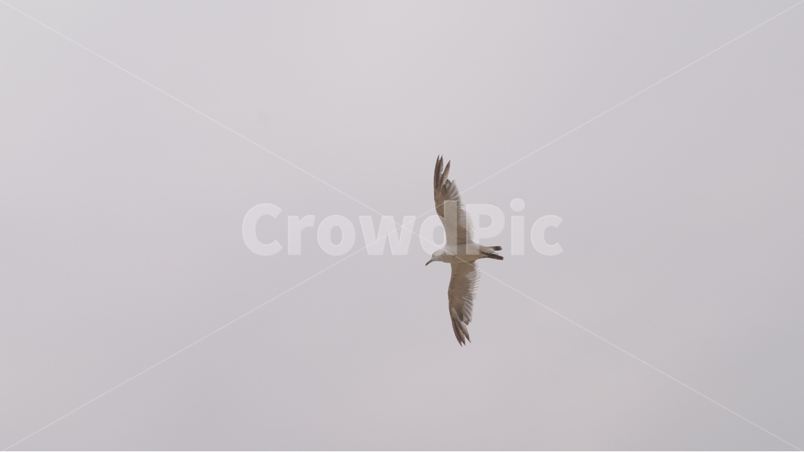 갈매기,새,seagull,비행,하늘,bird,동물,animal,조류,새,birds