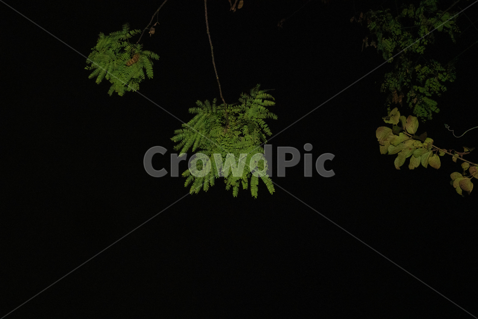 잎,leaf,plant,식물,tree,나무,식물,자연,plants,nature
