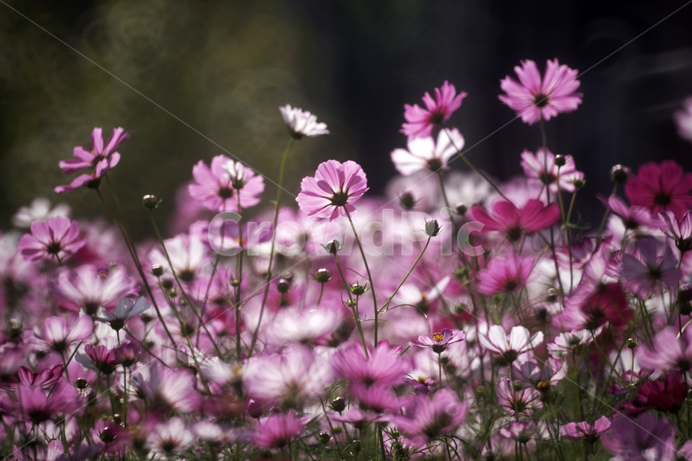 코스모스,꽃,식물,계절,가을,감성,가을,계절,fall,autumn,season,식물,자연,plants,nature,꽃,flower,blossom,geranium,제라늄,plant