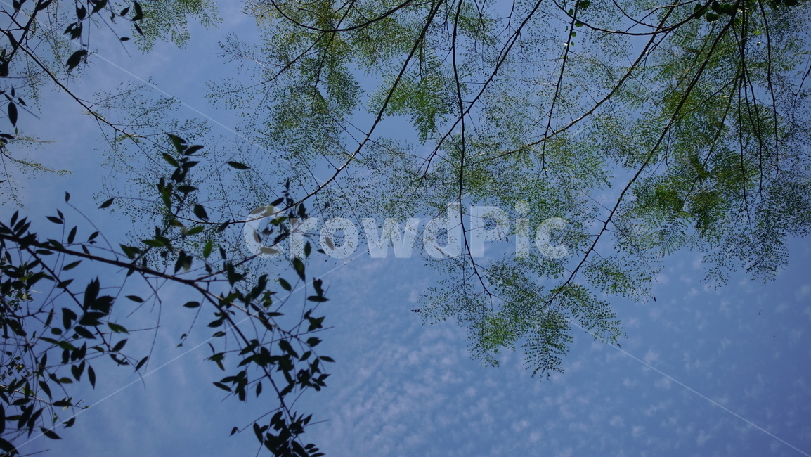 tree,나무,plant,식물,treetrunk,우듬지,잎,잎사귀,leaf