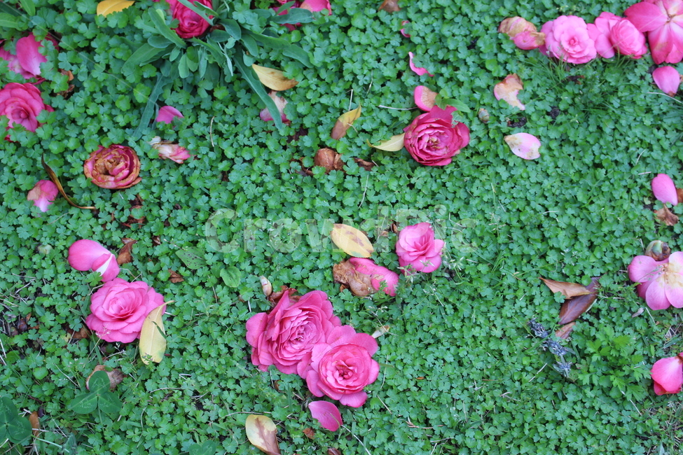 동백,꽃잎,꽃,잔디,네잎클로버,세잎클로버,분홍,식물,자연,plants,nature,꽃,flower