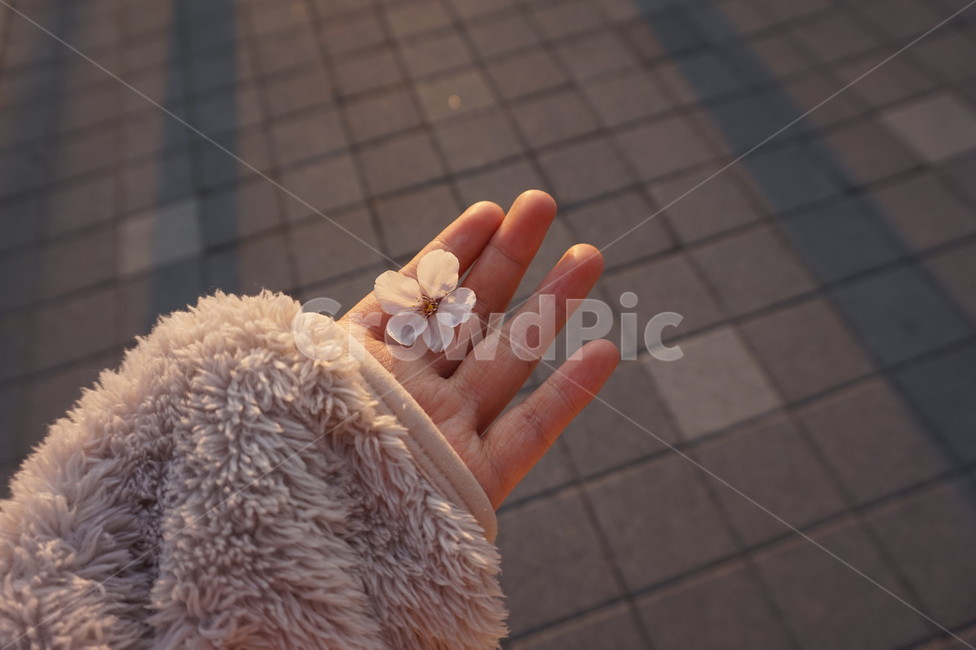 벚꽃,손,하나,꽃잎,봄