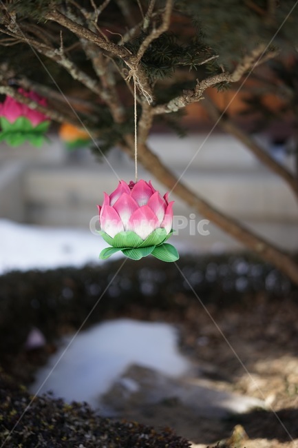 절,연꽃,연,연잎,겨울,사찰,핑크,종교,신앙,religion,belief,faith