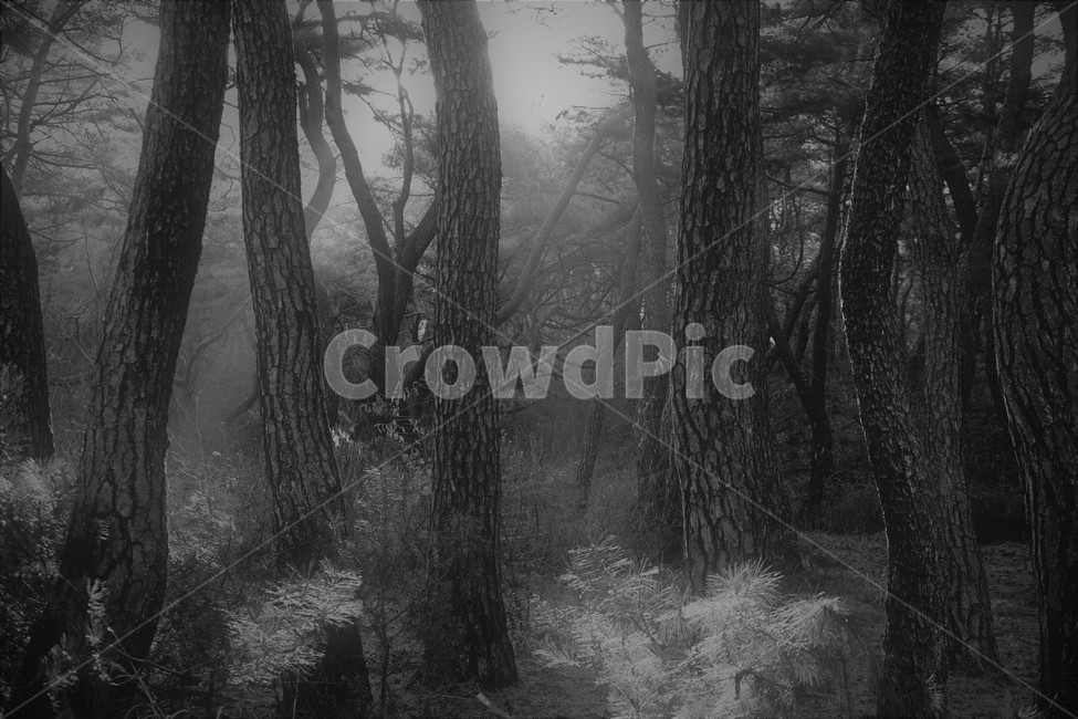 나무,소나무,아침,안개,여명,삼릉,경주,자연,풍경,nature,landscape,한국자연풍경,한국자연경관,korea nature landscape,식물,plants,나무,trees,wood,흑백,모노톤,monochrome,black and white,tree,plant