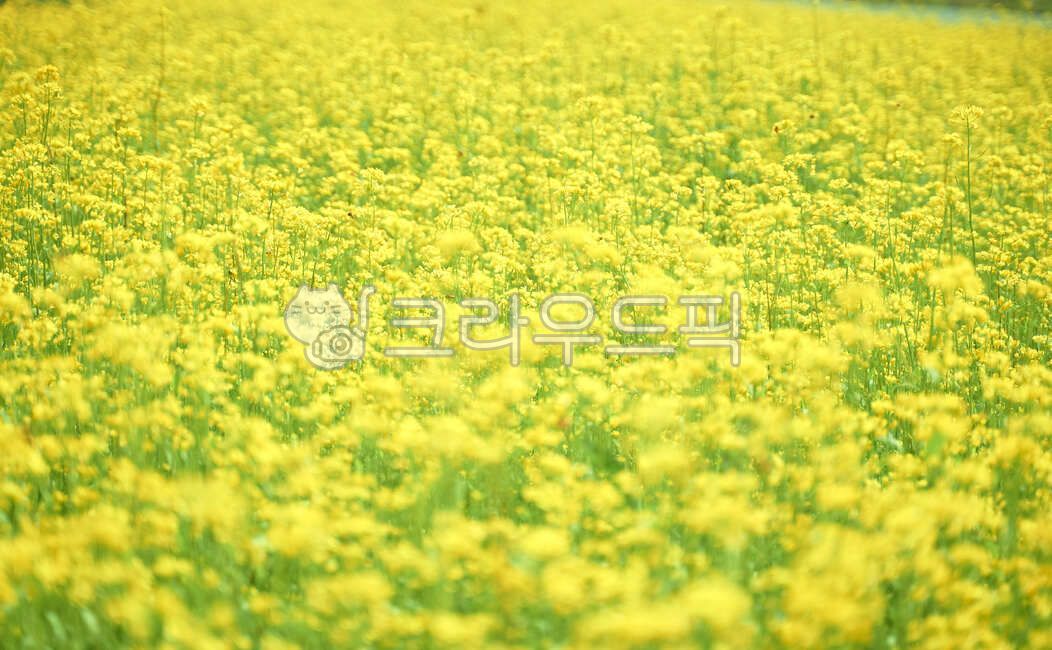 nature,yellow flower,rape flower field,flower garden,grassland,field,outdoors,background,rape flower,flower background
