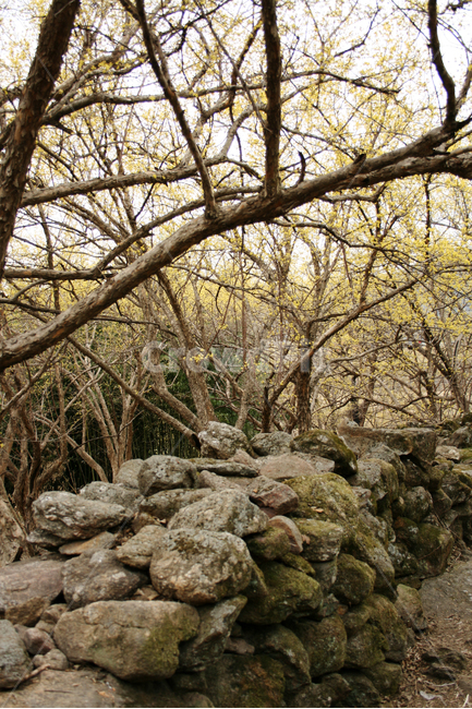 산수유,마을,돌담,봄,봄날,봄풍경,spring,flower,감성,봄,계절,spring,season,자연,풍경,nature,landscape,한국자연풍경,한국자연경관,korea nature landscape,rubble,파편,wall,벽