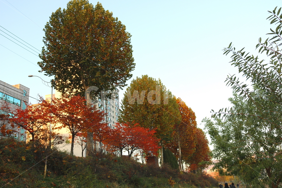 나무,단풍,단풍나무,자연,가을,나뭇잎,식물,가을,계절,fall,autumn,season,도시,풍경,city,landscape,한국도시풍경,한국도시경관,korea cityscape,plant,tree,tree trunk,나무 줄기