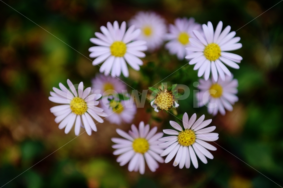 가을,계절,단풍,나무,자연,풍경,꽃,autumnal,season,autumncolors,nature,landscape,scenery,scene,view,flower,bloom,식물,자연,plants,nature,꽃,flower