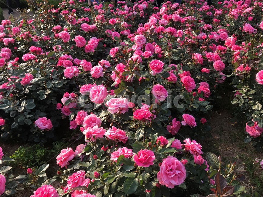 장미,봄,꽃,감성,식물,자연,plants,nature,아날로그,ipone,식물,자연,plants,nature,꽃,flower