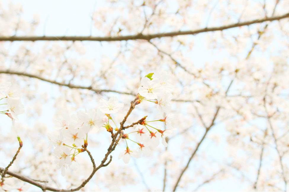 봄,감성사진,일상,풍경,꽃,벚꽃,풍경사진,하늘,cherryblossom,daily,sky,flower,spring,봄,계절,spring,season,식물,자연,plants,nature,꽃,flower,휴식,힐링,rest,relaxation,healing,plant