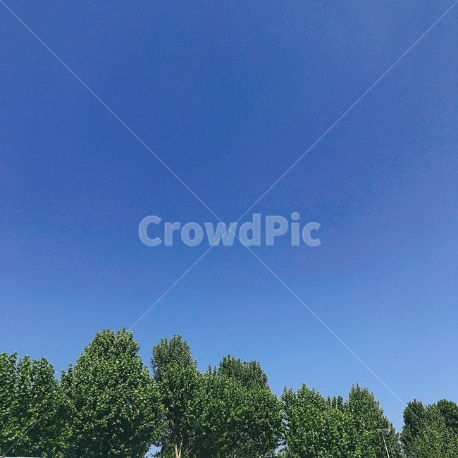 나무,하늘,여름하늘,tree,sky,blue,green,summer