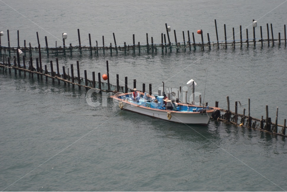 남해,죽방멸치,조업,어부,멸치,산업,industry,industrial,어업,fishery,fishing industry