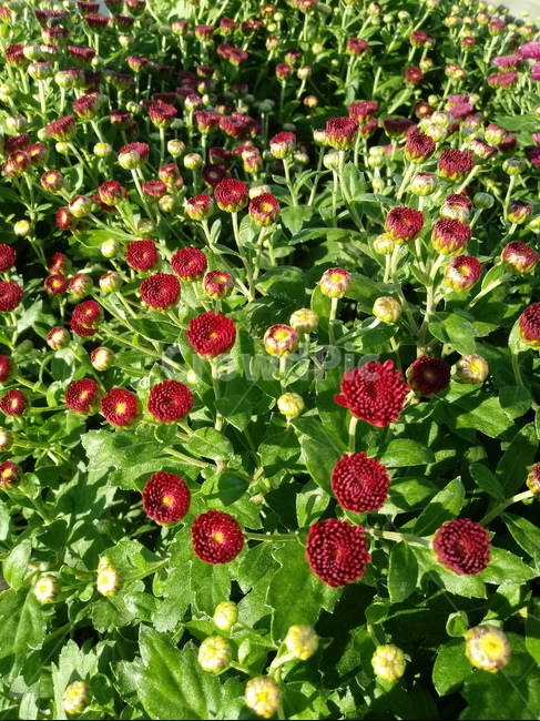 국화,菊花,식물,다년생초본식물,소국,plant,flower,blossom,가을꽃,식물,자연,plants,nature,꽃,flower