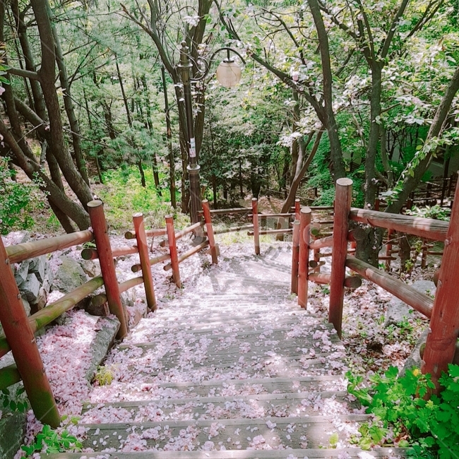 벚꽃,cherryblossoms,계단,stair,산책로,옥외,outdoors,정원,garden,정자,arbour,나무,trees,wood