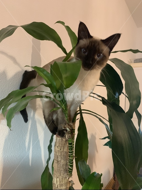 cat,고양이,siamese,샴고양이,행운목,캣타워
