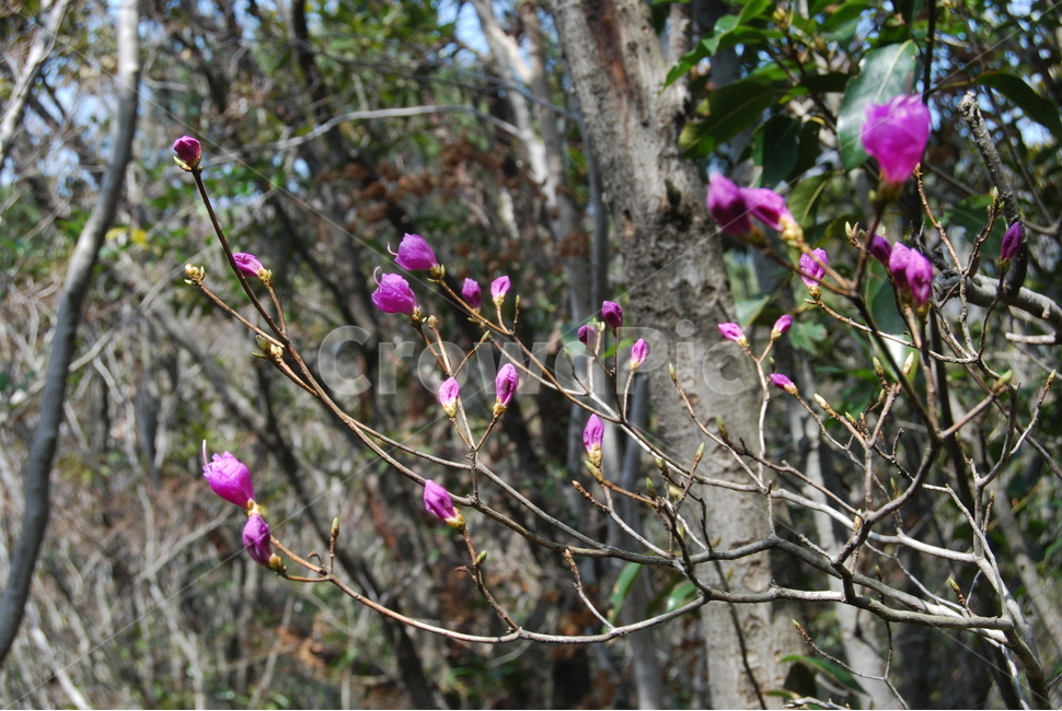 상황봉,자연,봄,철쭉,공원,봄,계절,spring,season,식물,자연,plants,nature,꽃,flower,plant,sprout,새싹,blossom,bud,싹