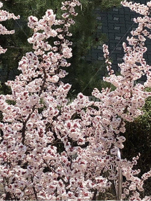 꽃,벚꽃,cherryblossoms,꽃나무,분홍