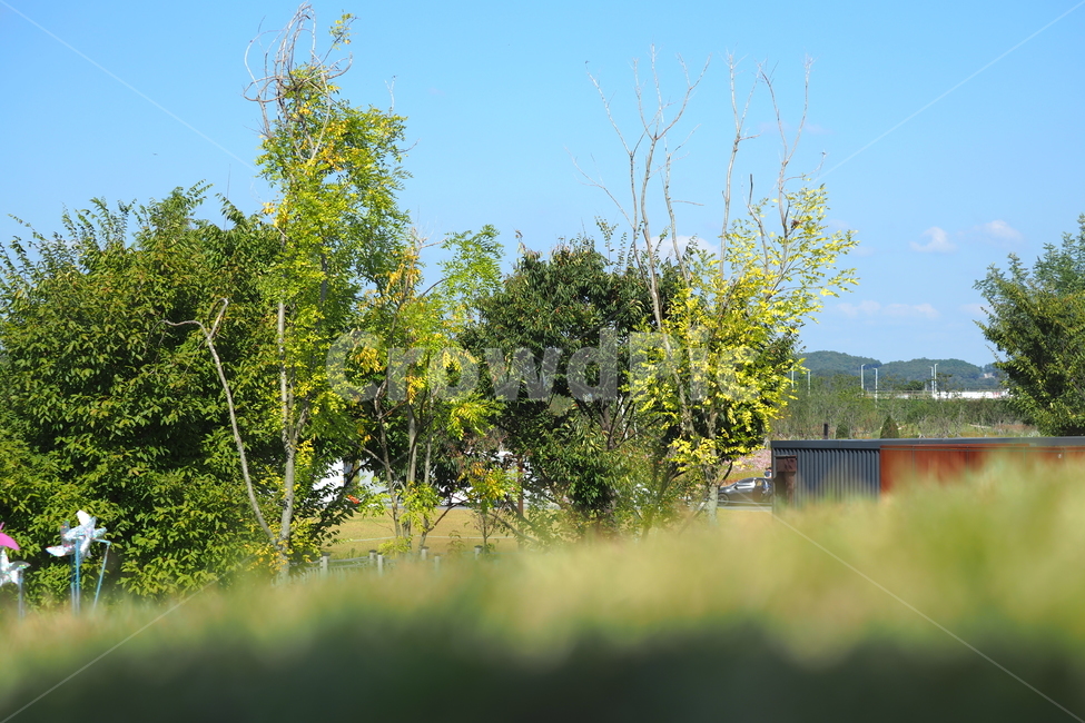하늘,푸른,파란,나무,들,풀밭,자연,풍경,nature,landscape,outdoors,옥외,building,건물