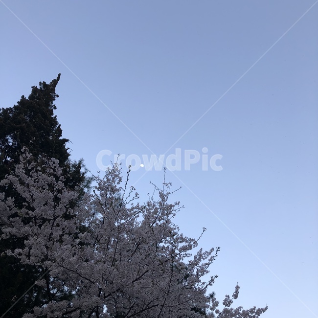하늘,달,벚꽃,꽃,나무,저녁,봄,배경,자연