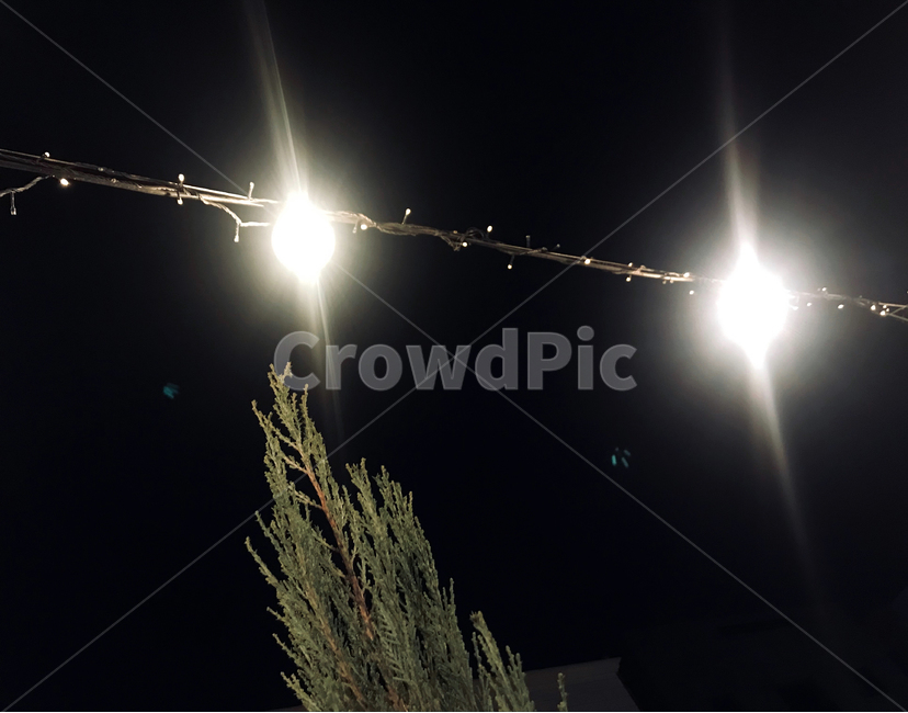 식물,전구,밤,등불,조경,야외,장식,분위기,야경,밤,풍경,nightscape,night,landscape,flare,플레어,light,빛