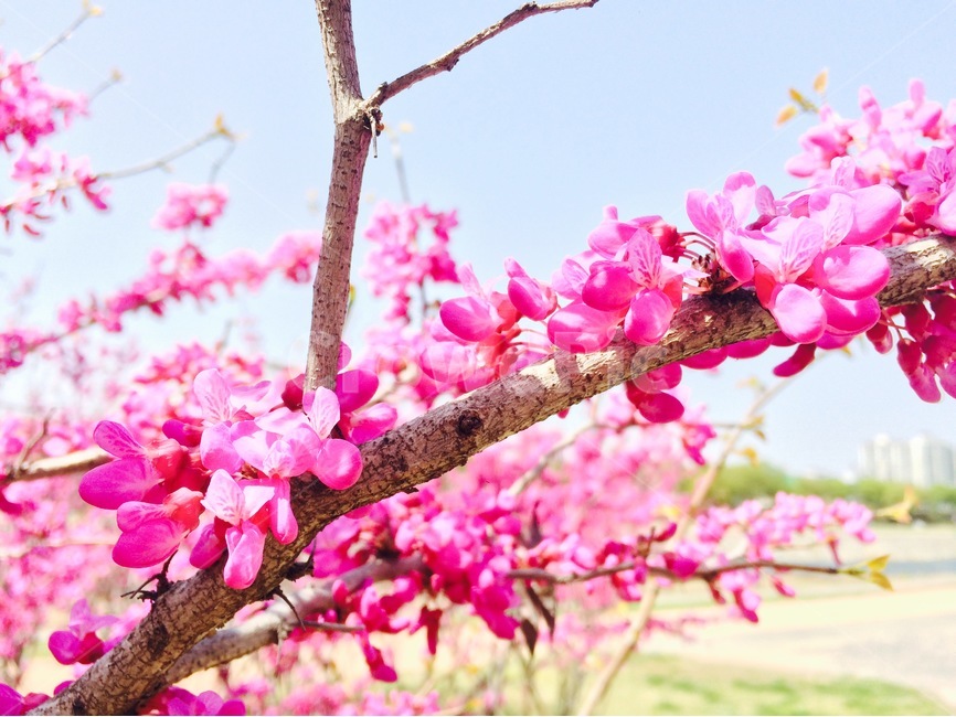 꽃,자연,식물,flower,nature,꽃나무,분홍색,분홍,pink,풍경,봄,spring,꽃송이,blossom,박태기,식물,자연,plants,nature,꽃,flower