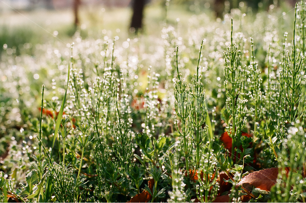 자연풍경,봄,꽃,감성사진,4월,식물,자연,plants,nature,감성,sensible,feeling,휴식,힐링,rest,relaxation,healing